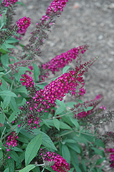 CranRazz Butterfly Bush (Buddleia davidii 'CranRazz') at Lakeshore Garden Centres