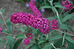 Buzz Magenta Butterfly Bush (Buddleia davidii 'Buzz Magenta') at Lakeshore Garden Centres