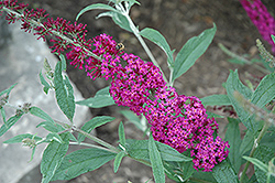 Blaze Pink Butterfly Bush (Buddleia 'Bosblink') at Lakeshore Garden Centres