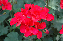 Sarita Wild Salmon Geranium (Pelargonium 'Sarita Wild Salmon') at Lakeshore Garden Centres