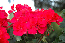 Sarita Punch Geranium (Pelargonium 'Sarita Punch') at Lakeshore Garden Centres