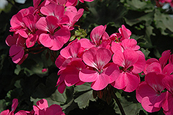 Sarita Pink Geranium (Pelargonium 'Sarita Pink') at Lakeshore Garden Centres