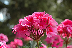 Sarita Dark Lilac Splash Geranium (Pelargonium 'Sarita Dark Lilac Splash') at Lakeshore Garden Centres