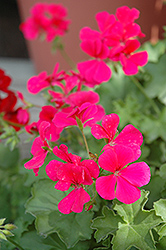 Caliente Rose Geranium (Pelargonium 'Caliente Rose') at A Very Successful Garden Center