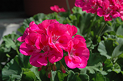 Melrose Geranium (Pelargonium 'Melrose') at Lakeshore Garden Centres