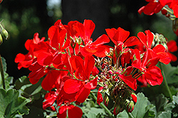 Double Take Scarlet Geranium (Pelargonium 'Double Take Scarlet') at Lakeshore Garden Centres