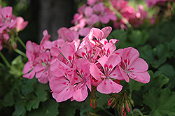 Double Take Pink plus Eye Geranium (Pelargonium 'Double Take Pink plus Eye') at Lakeshore Garden Centres