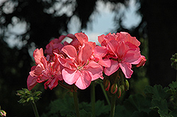 Double Take Pink Geranium (Pelargonium 'Double Take Pink') at Lakeshore Garden Centres