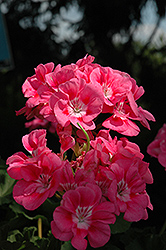 Celine Geranium (Pelargonium 'Celine') at Lakeshore Garden Centres