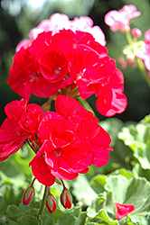 Lyrik Geranium (Pelargonium 'Lyrik') at Lakeshore Garden Centres