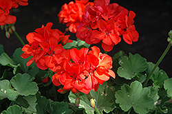 Nobila Geranium (Pelargonium 'Nobila') at Lakeshore Garden Centres