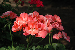 Gabella Geranium (Pelargonium 'Gabella') at Lakeshore Garden Centres