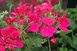 Timeless Rose Geranium (Pelargonium 'Timeless Rose') at Lakeshore Garden Centres