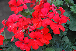 Timeless Orange Geranium (Pelargonium 'Timeless Orange') at Lakeshore Garden Centres