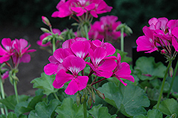 Timeless Lavender Geranium (Pelargonium 'Timeless Lavender') at Lakeshore Garden Centres