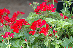 Timeless Deep Red Geranium (Pelargonium 'Timeless Deep Red') at Lakeshore Garden Centres