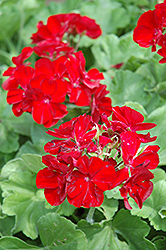 Boldly Burgundy Geranium (Pelargonium 'Boldly Burgundy') at Lakeshore Garden Centres