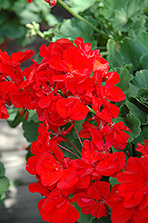 Praeludium Geranium (Pelargonium 'Praeludium') at Lakeshore Garden Centres