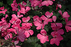 Timeless Pink Geranium (Pelargonium 'Timeless Pink') at Lakeshore Garden Centres