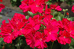 Boldly Hot Pink Geranium (Pelargonium 'Boldly Hot Pink') at Lakeshore Garden Centres