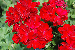 Boldly Dark Red Geranium (Pelargonium 'Boldly Dark Red') at Lakeshore Garden Centres