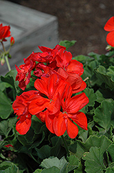 Summer Idols Orange Geranium (Pelargonium 'Summer Idols Orange') at Lakeshore Garden Centres