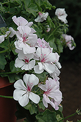 Precision White Red Eye Ivy Leaf Geranium (Pelargonium peltatum 'Precision White Red Eye') at Lakeshore Garden Centres