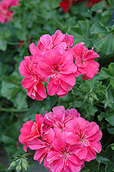 Precision Salmon Ivy Leaf Geranium (Pelargonium peltatum 'Precision Salmon') at Lakeshore Garden Centres
