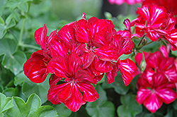 Precision Red Ice Ivy Leaf Geranium (Pelargonium peltatum 'Precision Red Ice') at Lakeshore Garden Centres
