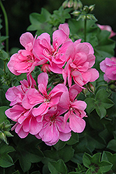 Precision Light Pink Ivy Leaf Geranium (Pelargonium peltatum 'Precision Light Pink') at Lakeshore Garden Centres