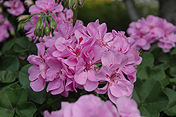 Precision Lavender Blue Ivy Leaf Geranium (Pelargonium peltatum 'Precision Lavender Blue') at Lakeshore Garden Centres