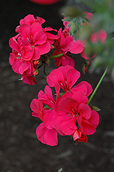 Precision Dark Salmon Ivy Leaf Geranium (Pelargonium peltatum 'Precision Dark Salmon') at Lakeshore Garden Centres