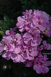 Royal Lavender Blue Ivy Leaf Geranium (Pelargonium peltatum 'Royal Lavender Blue') at Lakeshore Garden Centres
