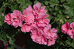 Royal Light Pink Ivy Leaf Geranium (Pelargonium peltatum 'Royal Light Pink') at Lakeshore Garden Centres