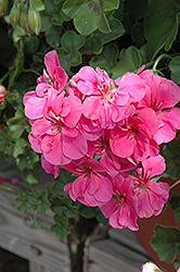Royal Pink Ivy Leaf Geranium (Pelargonium peltatum 'Royal Pink') at Lakeshore Garden Centres