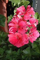 Royal Salmon Ivy Leaf Geranium (Pelargonium peltatum 'Royal Salmon') at Lakeshore Garden Centres
