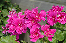 Great Balls of Fire Blue Ivy Leaf Geranium (Pelargonium peltatum 'Great Balls of Fire Blue') at Lakeshore Garden Centres