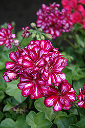 Great Balls of Fire Burgundy Blaze Ivy Leaf Geranium (Pelargonium peltatum 'Great Balls of Fire Burgundy Blaze') at Lakeshore Garden Centres