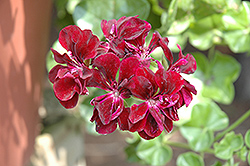 Precision Dark Burgundy Ivy Leaf Geranium (Pelargonium peltatum 'Precision Dark Burgundy') at Lakeshore Garden Centres
