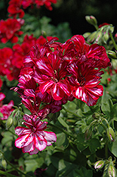 Precision Burgundy Ice Ivy Leaf Geranium (Pelargonium peltatum 'Precision Burgundy Ice') at Lakeshore Garden Centres