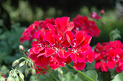 Precision Burgundy Ivy Leaf Geranium (Pelargonium peltatum 'Precision Burgundy') at Lakeshore Garden Centres