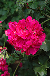 Focus Rose Ivy Leaf Geranium (Pelargonium peltatum 'Focus Rose') at Lakeshore Garden Centres
