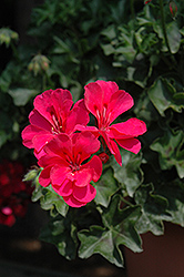 Focus Hot Pink Ivy Leaf Geranium (Pelargonium peltatum 'Focus Hot Pink') at Lakeshore Garden Centres