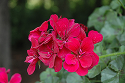 Focus Burgundy Ivy Leaf Geranium (Pelargonium peltatum 'Focus Burgundy') at Lakeshore Garden Centres