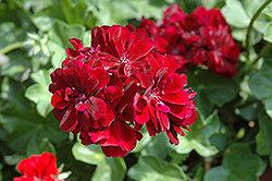 Great Balls of Fire Burgundy Ivy Leaf Geranium (Pelargonium peltatum 'Great Balls of Fire Burgundy') at Lakeshore Garden Centres