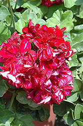 Great Balls of Fire Merlot Star Ivy Leaf Geranium (Pelargonium peltatum 'Great Balls of Fire Merlot Star') at Lakeshore Garden Centres