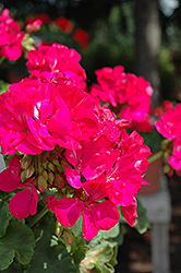 Allure Bright Lavender Geranium (Pelargonium 'Allure Bright Lavender') at Lakeshore Garden Centres