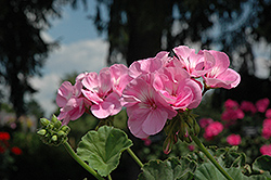 Allure Lilac Chiffon Geranium (Pelargonium 'Allure Lilac Chiffon') at Lakeshore Garden Centres