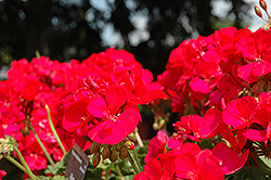 Allure Purple Rose Geranium (Pelargonium 'Allure Purple Rose') at Lakeshore Garden Centres