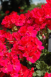 Allure Rose Geranium (Pelargonium 'Allure Rose') at Lakeshore Garden Centres